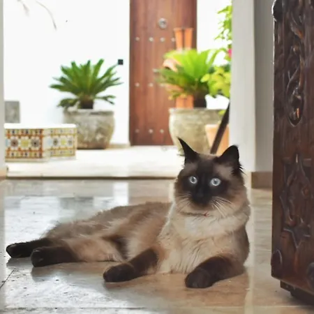 La Casa De Mama Riad 3*